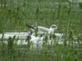 Mouette mélanocéphale Ichthyaetus melanocephalus