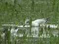 Mouette mélanocéphale Ichthyaetus melanocephalus