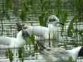 Mouette mélanocéphale Ichthyaetus melanocephalus