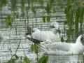 Mouette mélanocéphale Ichthyaetus melanocephalus