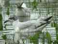 Mouette mélanocéphale Ichthyaetus melanocephalus