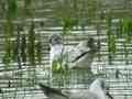 Mouette mélanocéphale Ichthyaetus melanocephalus