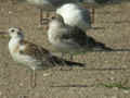 Mouette mélanocéphale Ichthyaetus melanocephalus