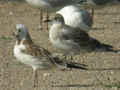 Mouette mélanocéphale Ichthyaetus melanocephalus