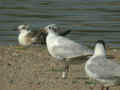 Mouette mélanocéphale Ichthyaetus melanocephalus