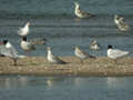 Mouette mélanocéphale Ichthyaetus melanocephalus