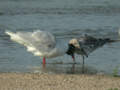 Mouette mélanocéphale Ichthyaetus melanocephalus