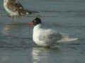 Mouette mélanocéphale Ichthyaetus melanocephalus