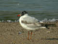 Mouette mélanocéphale Ichthyaetus melanocephalus