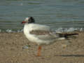 Mouette mélanocéphale Ichthyaetus melanocephalus