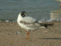 Mouette mélanocéphale Ichthyaetus melanocephalus