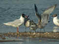 Mouette mélanocéphale Ichthyaetus melanocephalus