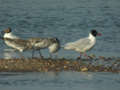 Mouette mélanocéphale Ichthyaetus melanocephalus