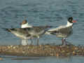 Mouette mélanocéphale Ichthyaetus melanocephalus