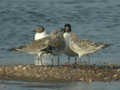 Mouette mélanocéphale Ichthyaetus melanocephalus