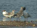 Mouette mélanocéphale Ichthyaetus melanocephalus