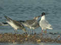 Mouette mélanocéphale Ichthyaetus melanocephalus