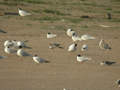 Mouette mélanocéphale Ichthyaetus melanocephalus