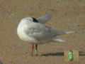 Mouette mélanocéphale Ichthyaetus melanocephalus