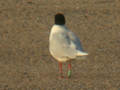 Mouette mélanocéphale Ichthyaetus melanocephalus