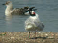 Mouette mélanocéphale Ichthyaetus melanocephalus