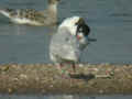 Mouette mélanocéphale Ichthyaetus melanocephalus