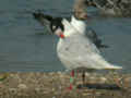 Mouette mélanocéphale Ichthyaetus melanocephalus