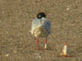 Mouette mélanocéphale Ichthyaetus melanocephalus