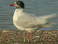 Mouette mélanocéphale Ichthyaetus melanocephalus