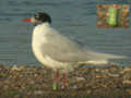 Mouette mélanocéphale Ichthyaetus melanocephalus