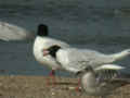 Mouette mélanocéphale Ichthyaetus melanocephalus