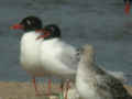 Mouette mélanocéphale Ichthyaetus melanocephalus