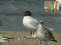 Mouette mélanocéphale Ichthyaetus melanocephalus