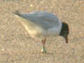 Mouette mélanocéphale Ichthyaetus melanocephalus