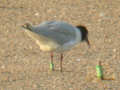 Mouette mélanocéphale Ichthyaetus melanocephalus