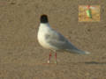 Mouette mélanocéphale Ichthyaetus melanocephalus