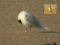 Mouette mélanocéphale Ichthyaetus melanocephalus