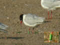 Mouette mélanocéphale Ichthyaetus melanocephalus