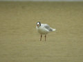 Mouette mélanocéphale Ichthyaetus melanocephalus