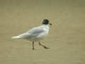 Mouette mélanocéphale Ichthyaetus melanocephalus