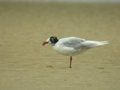 Mouette mélanocéphale Ichthyaetus melanocephalus