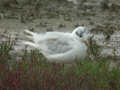 Mouette mélanocéphale Ichthyaetus melanocephalus