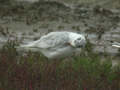 Mouette mélanocéphale Ichthyaetus melanocephalus