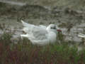 Mouette mélanocéphale Ichthyaetus melanocephalus