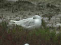 Mouette mélanocéphale Ichthyaetus melanocephalus