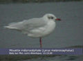 Mouette mélanocéphale Larus melanocephalus