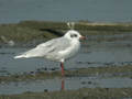 Mouette mélanocéphale Ichthyaetus melanocephalus