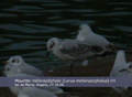 Mouette mélanocéphale Larus melanocephalus