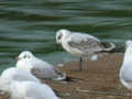 Mouette mélanocéphale Ichthyaetus melanocephalus