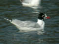 Mouette mélanocéphale Ichthyaetus melanocephalus